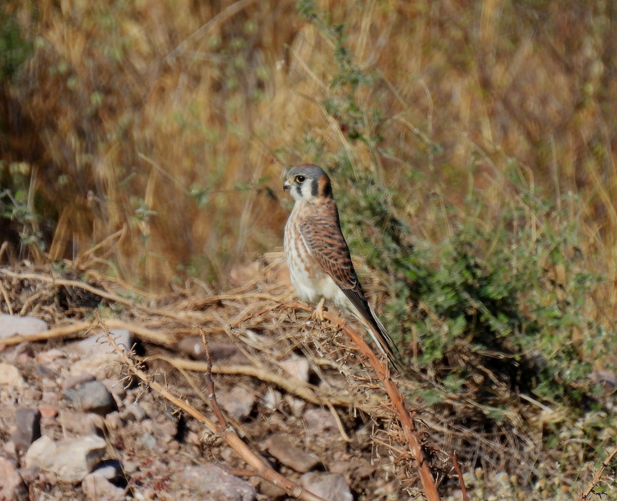 American Kestrel - ML611810088