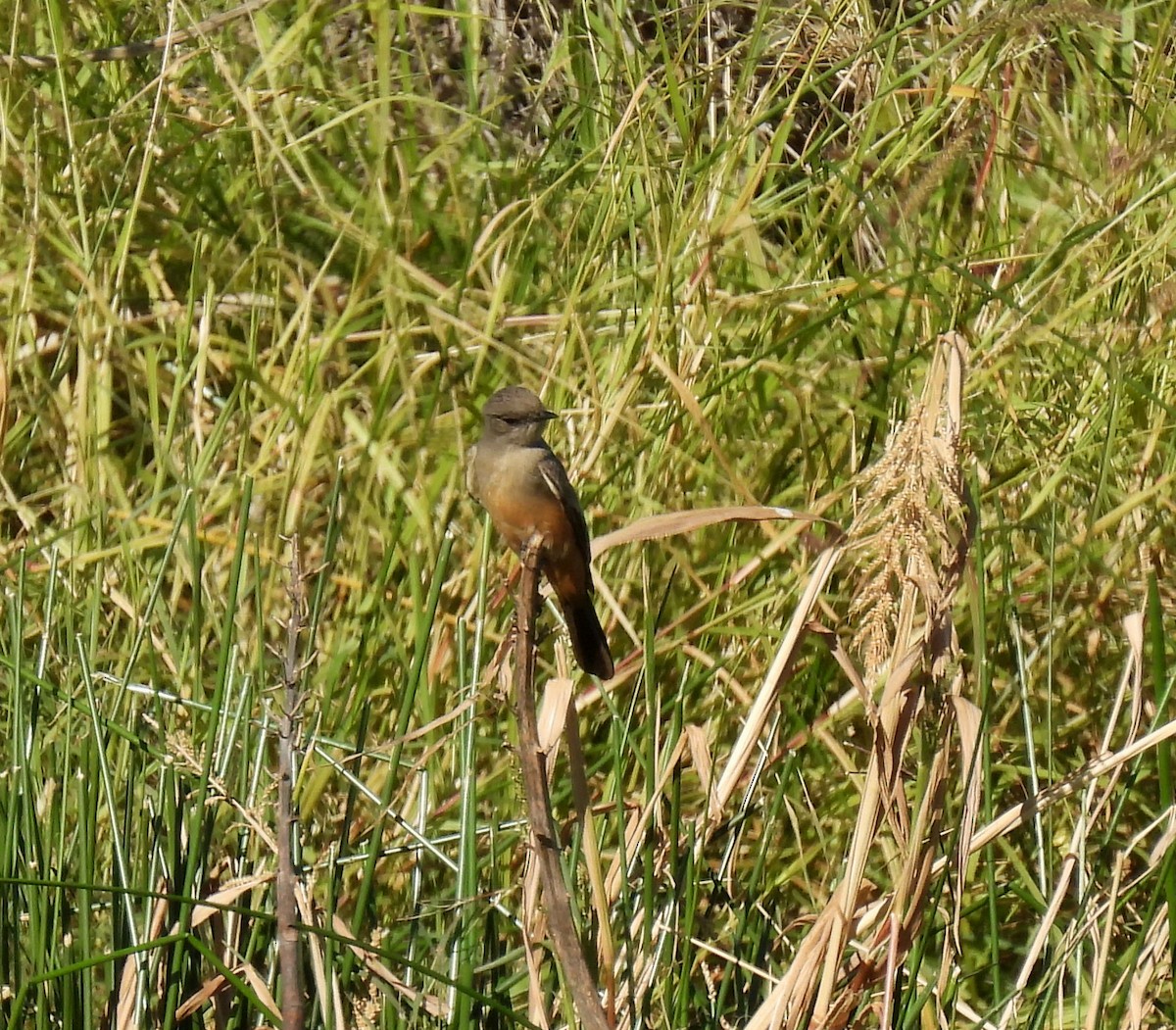 Say's Phoebe - Mary Tannehill