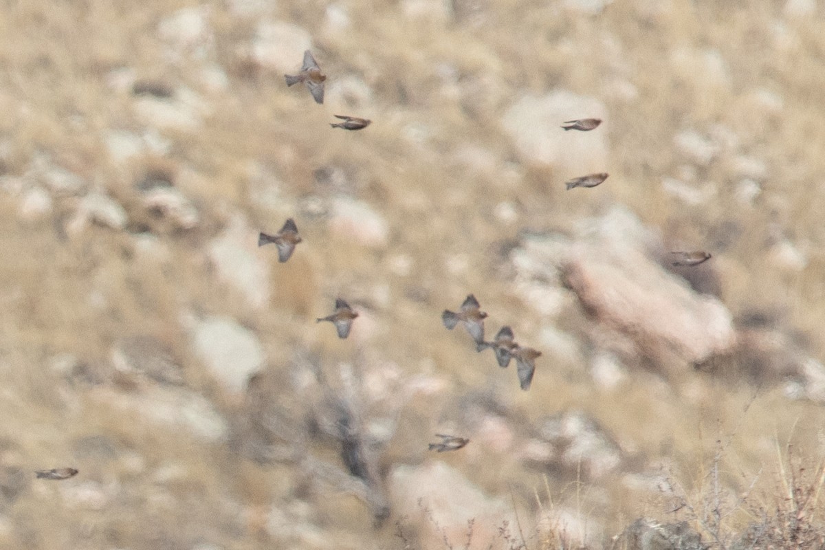 Gray-crowned Rosy-Finch (Gray-crowned) - ML611810181