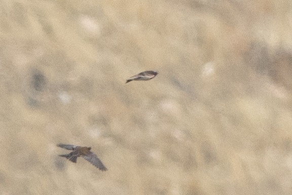 Black Rosy-Finch - ML611810187