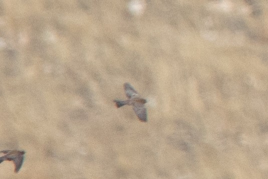 Brown-capped Rosy-Finch - ML611810198