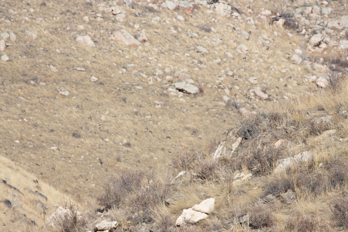 Gray-crowned Rosy-Finch (Gray-crowned) - ML611810210