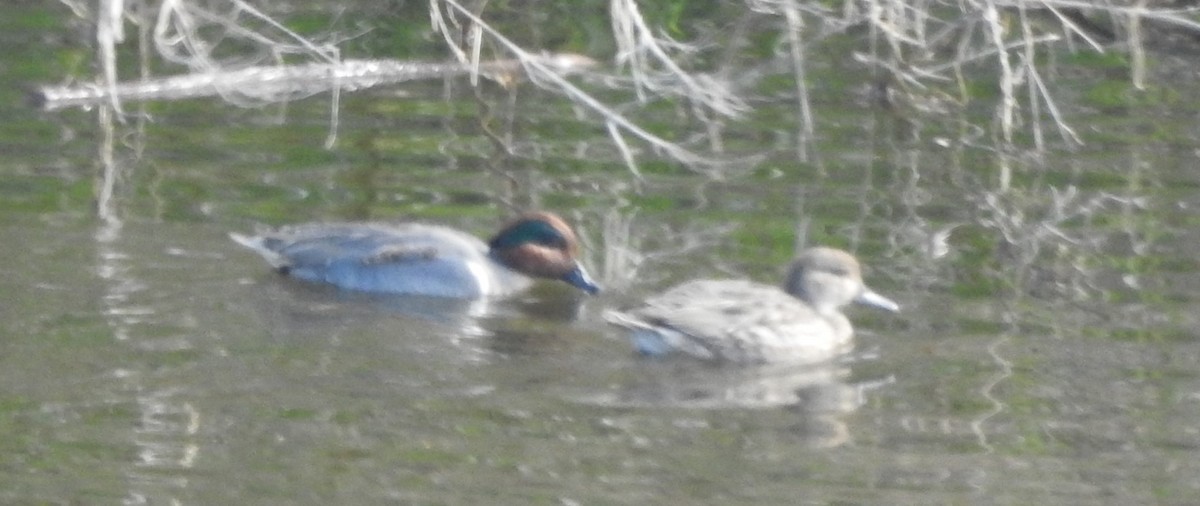 Green-winged Teal - ML611810287