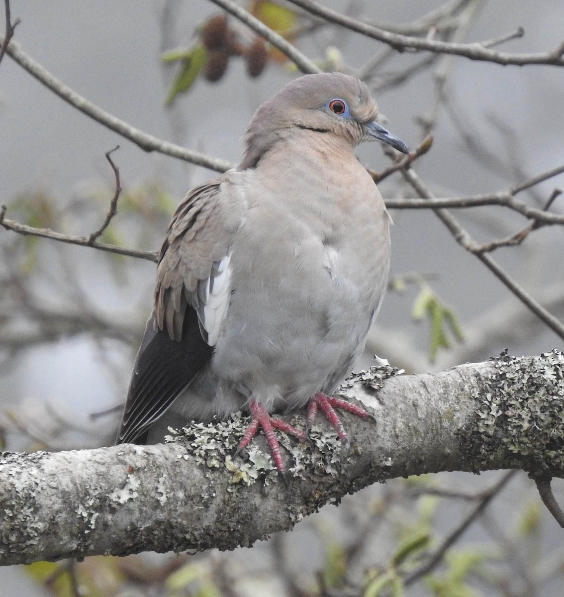 White-winged Dove - Team Ona