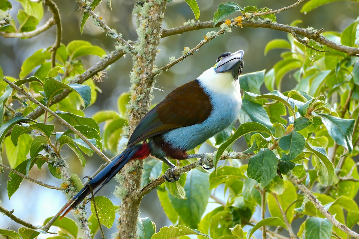 Black-billed Mountain-Toucan - ML611810440