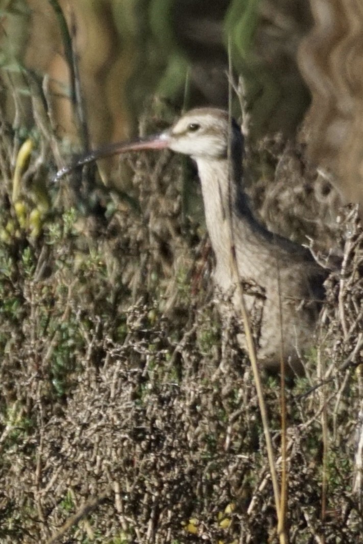 Whimbrel - ML611810537