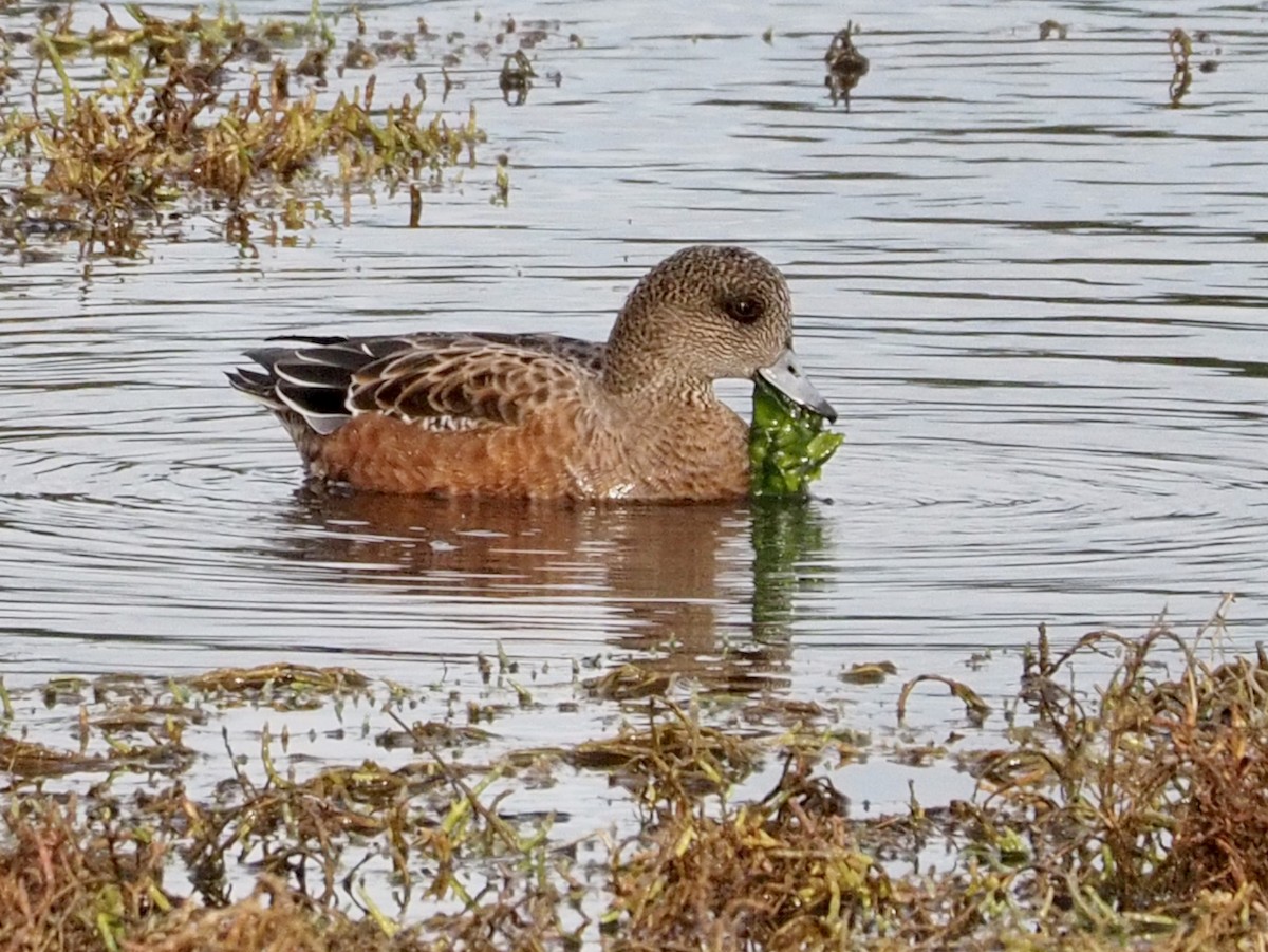 American Wigeon - ML611810581