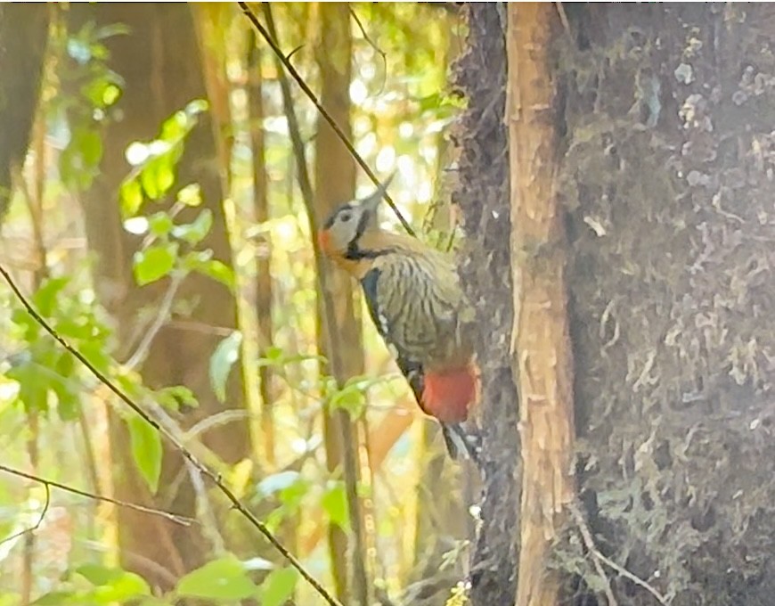 Darjeeling Woodpecker - Barbara Kelley