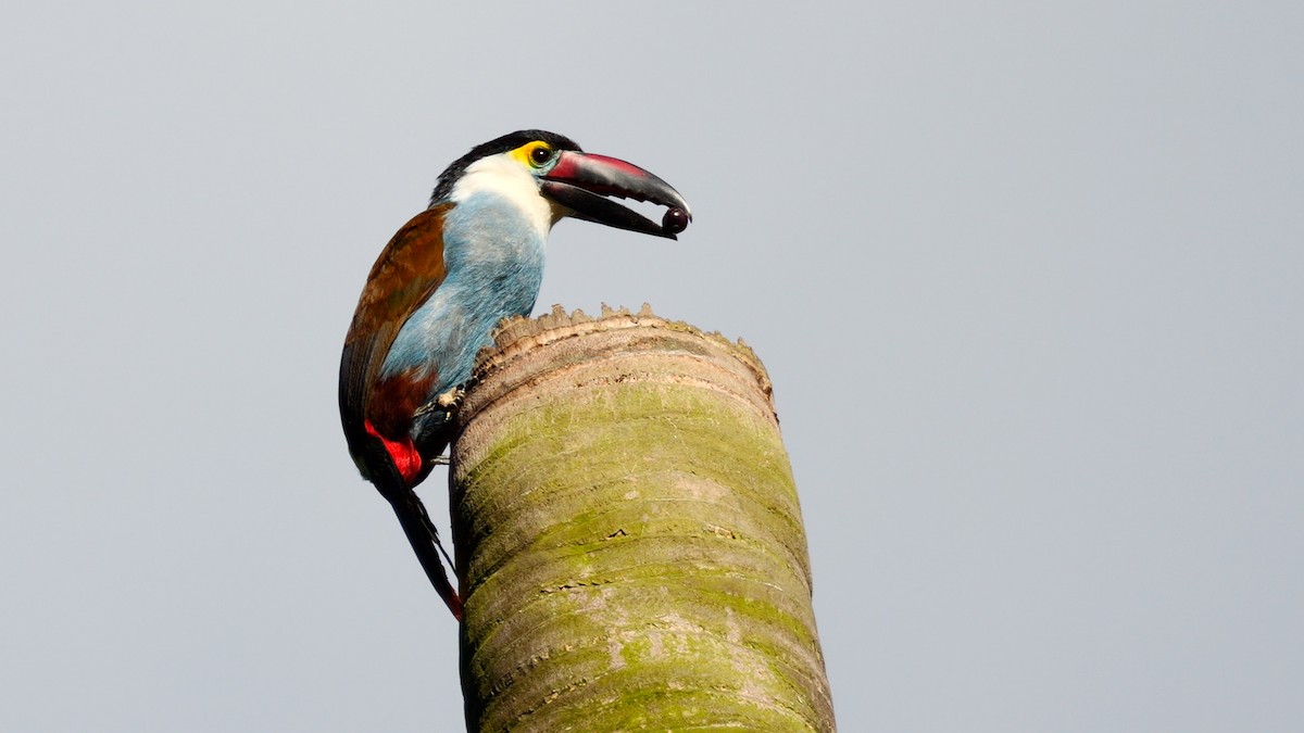 Black-billed Mountain-Toucan - ML611810676