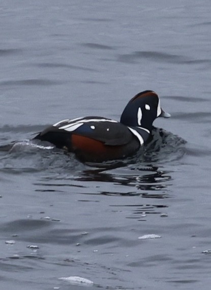 Harlequin Duck - ML611810683