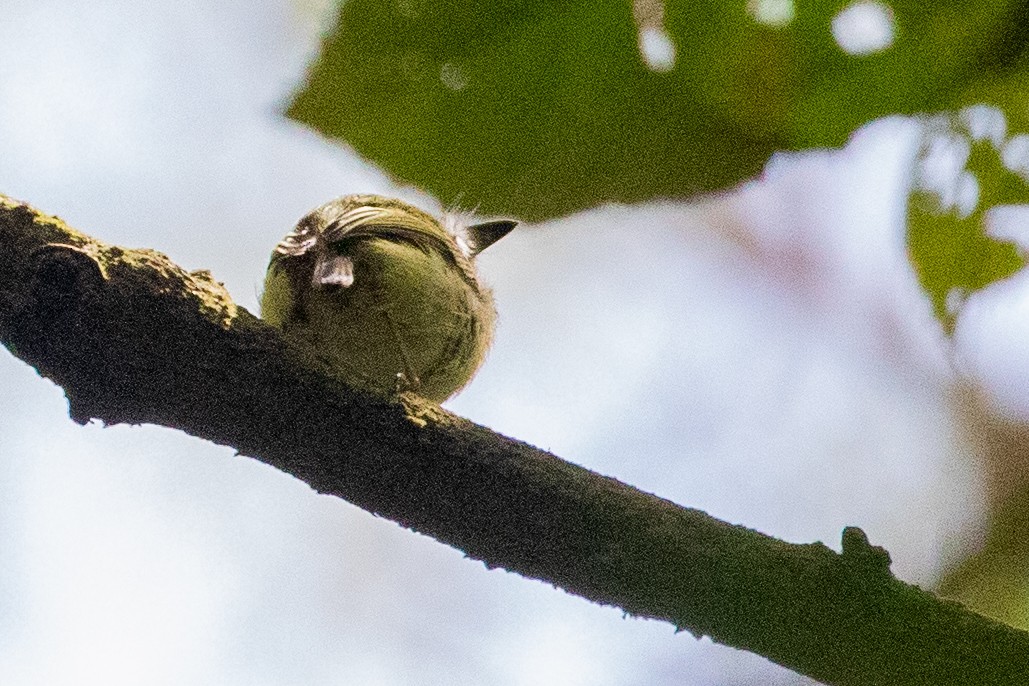 Eared Pygmy-Tyrant - Sue Wright