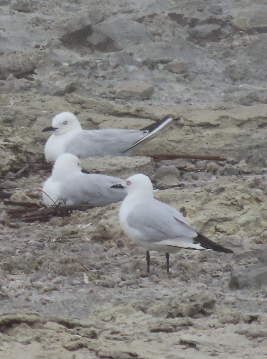 Black-billed Gull - ML611810778