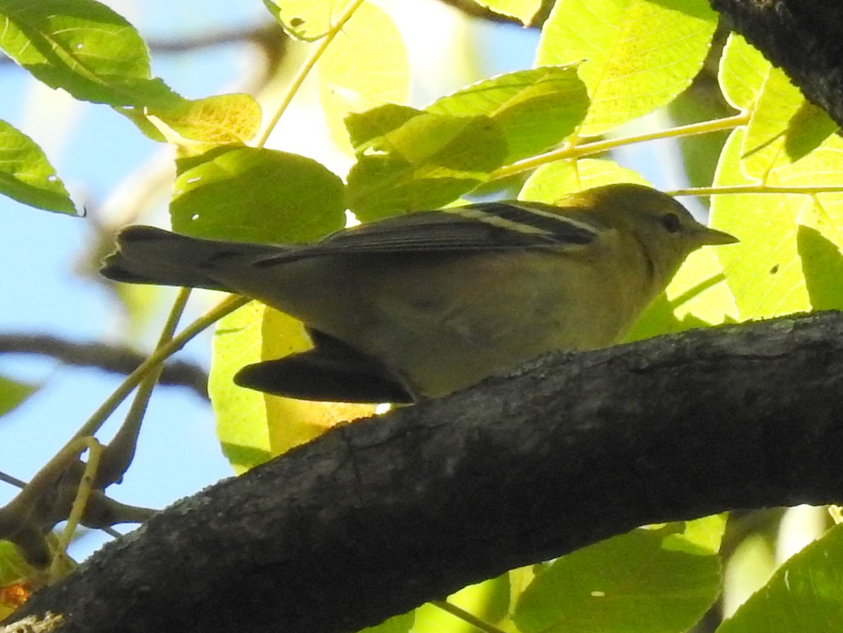 Bay-breasted/Blackpoll Warbler - ML611810787
