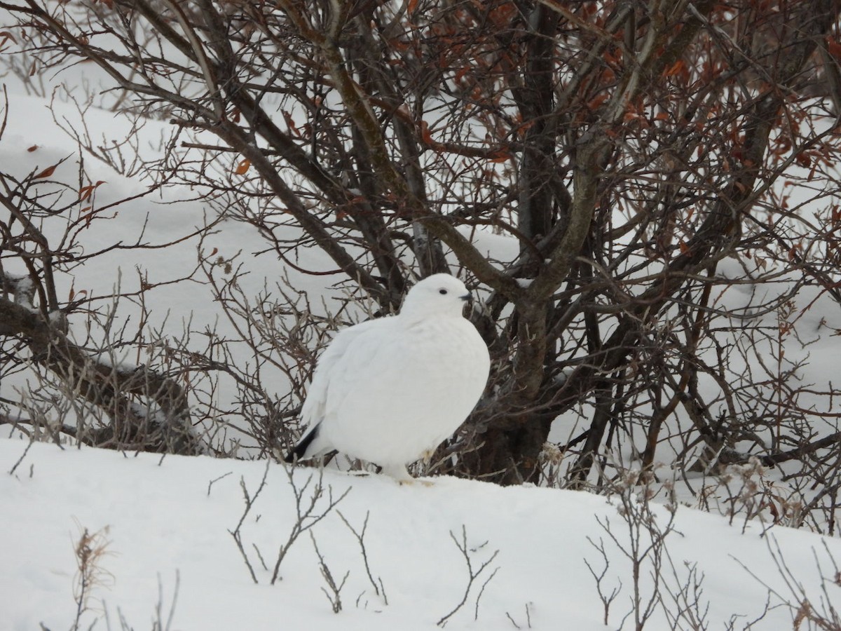 Willow Ptarmigan - ML611810821