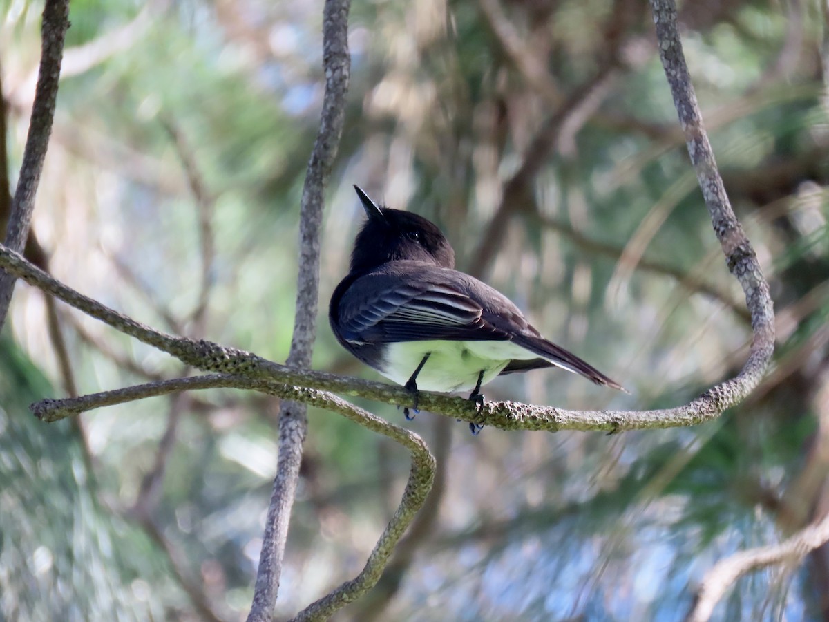 Black Phoebe - ML611810823