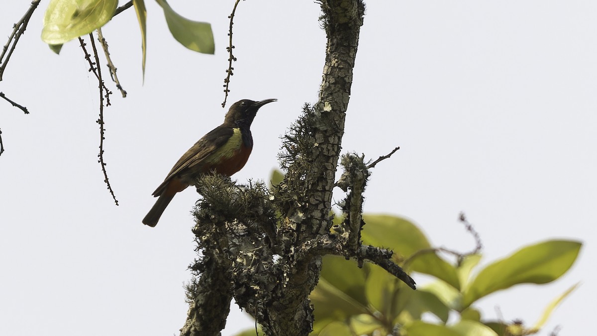 Anchieta's Sunbird - ML611810928