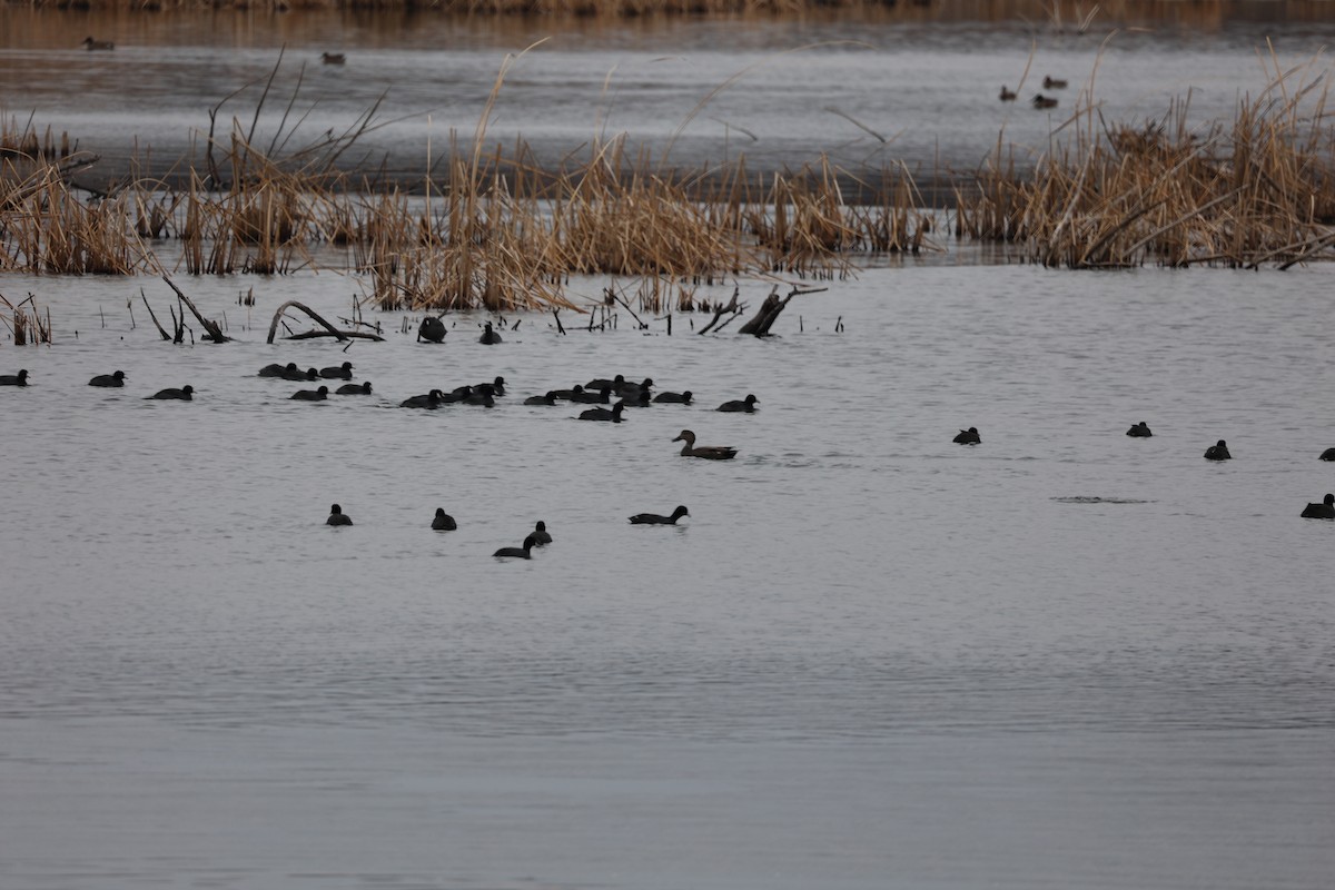 American Coot (Red-shielded) - ML611810936