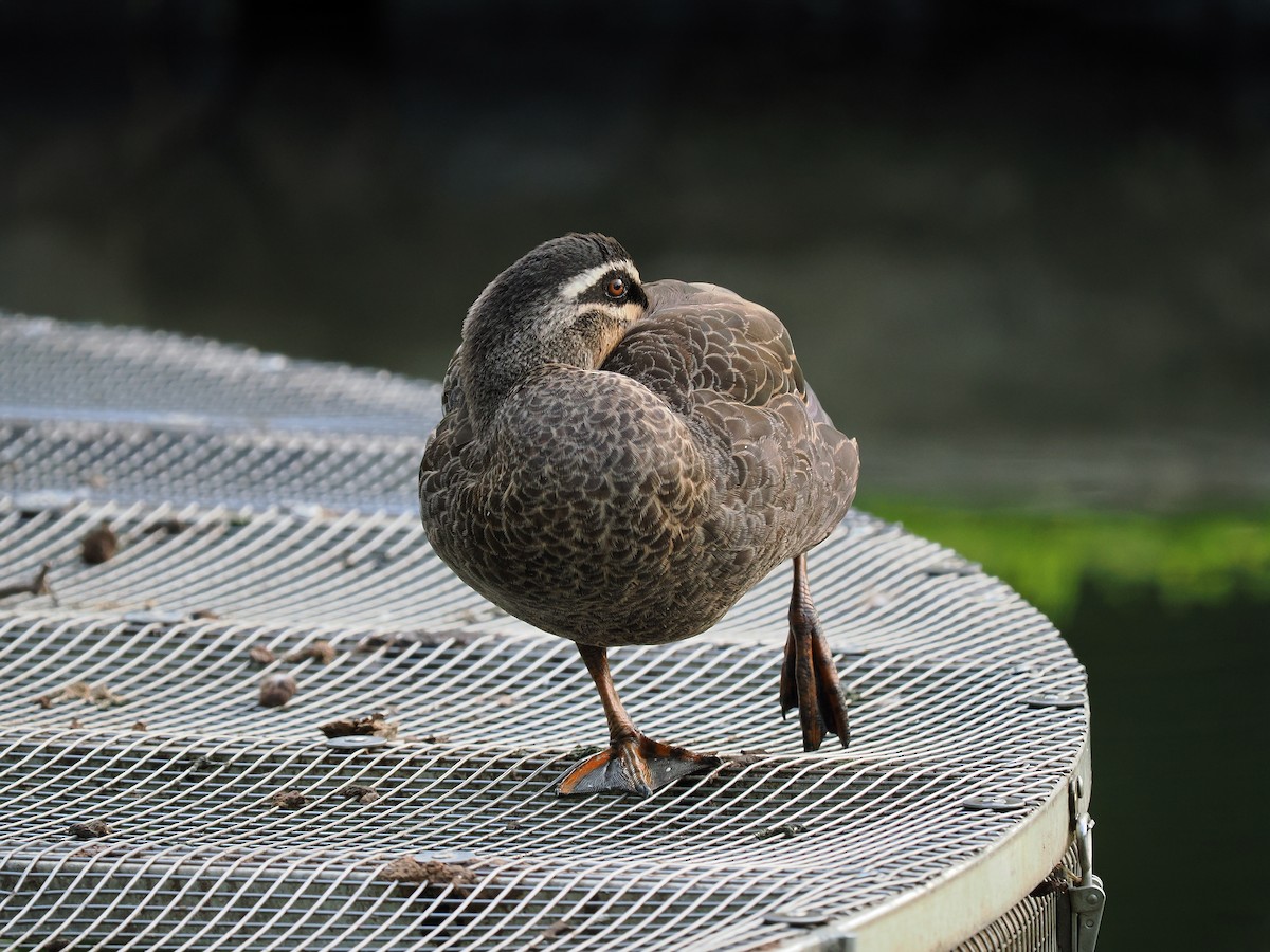 Pacific Black Duck - ML611810984