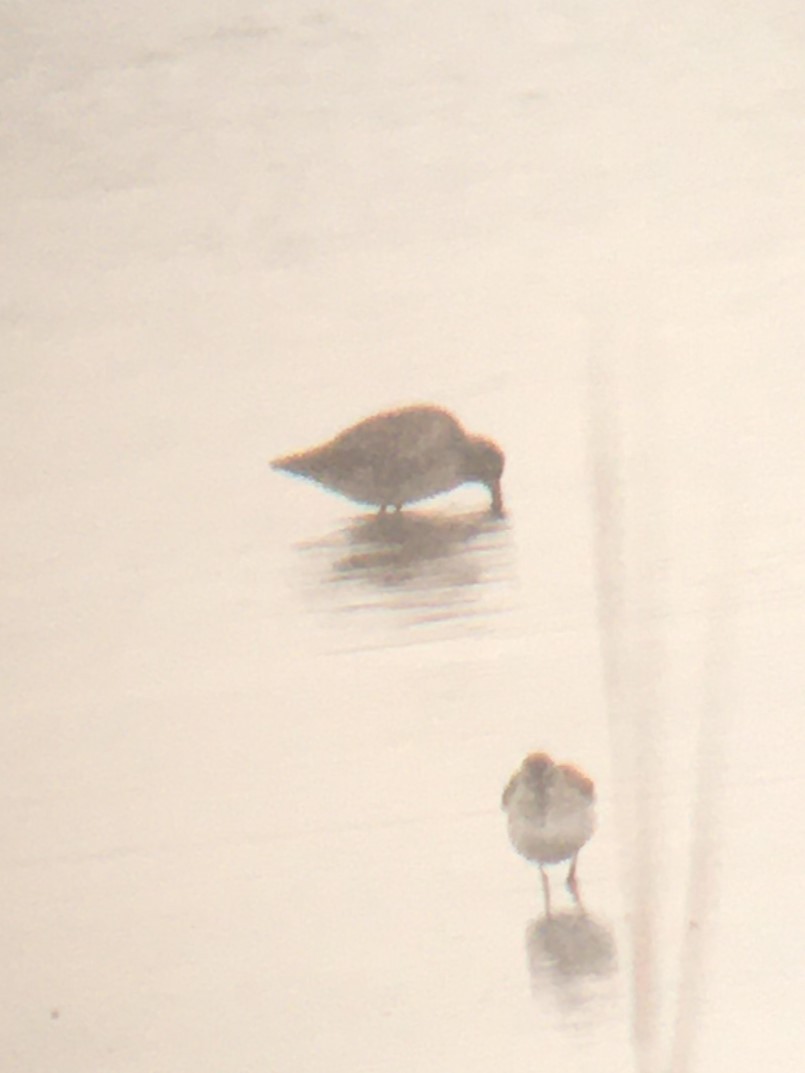 Long-billed Dowitcher - ML611811225