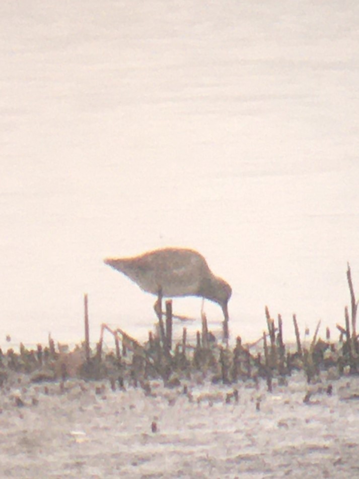 Long-billed Dowitcher - ML611811226