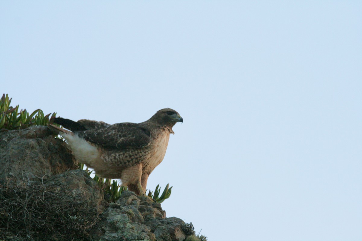 Red-tailed Hawk - ML611811326