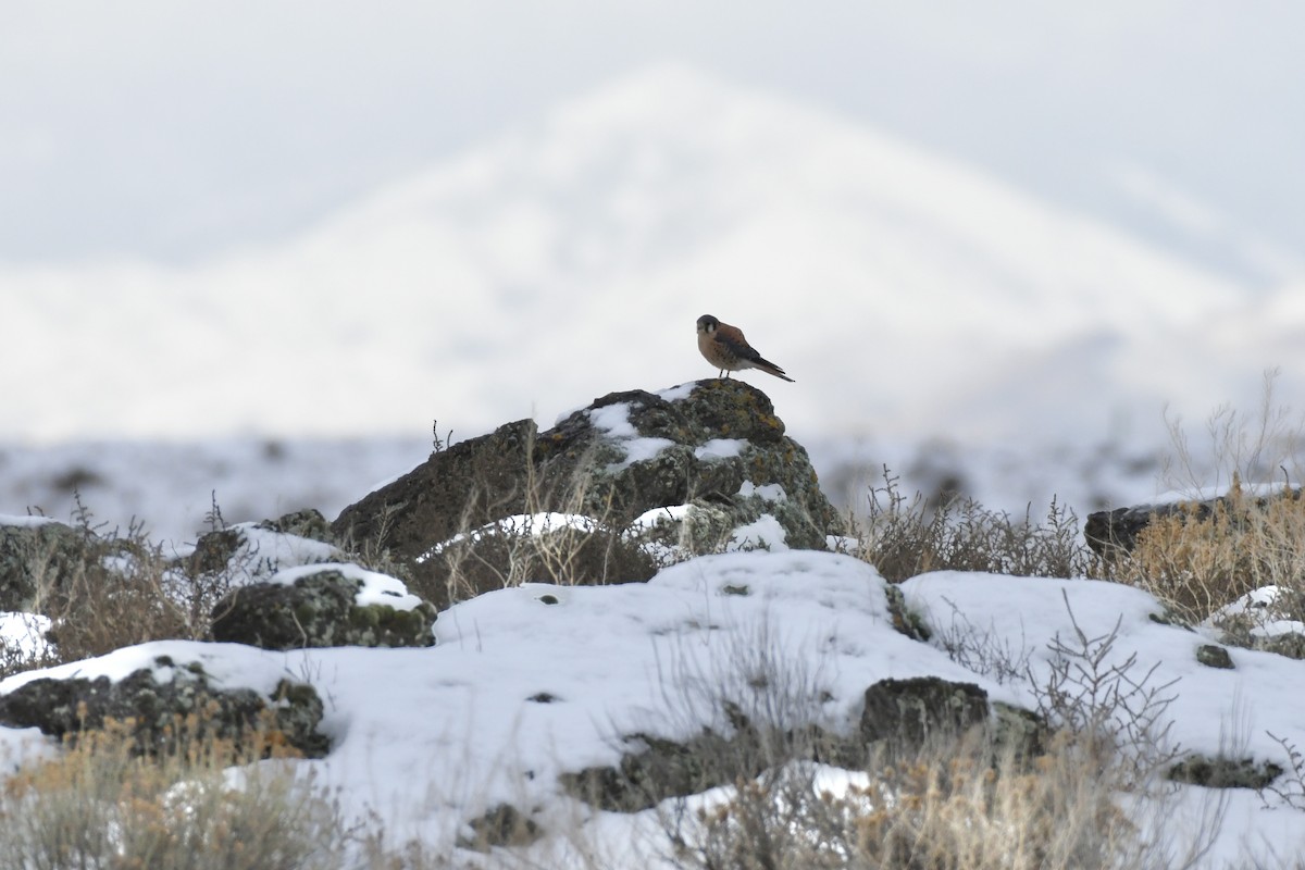 American Kestrel - ML611811328