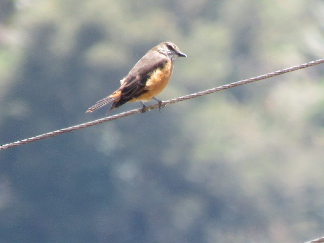 Streak-throated Bush-Tyrant - ML611811336