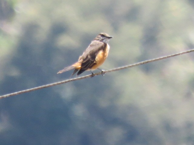Streak-throated Bush-Tyrant - ML611811337