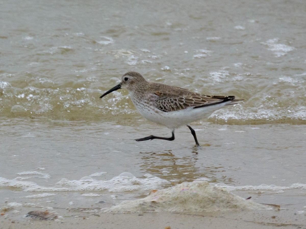 Dunlin - ML611811349