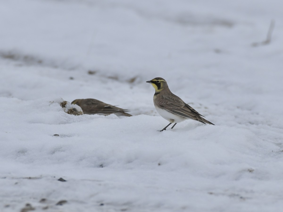 Horned Lark - ML611811387