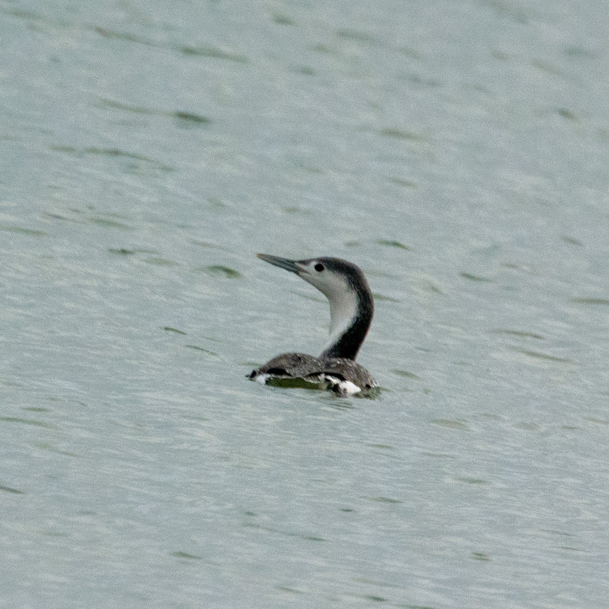 Red-throated Loon - ML611811396