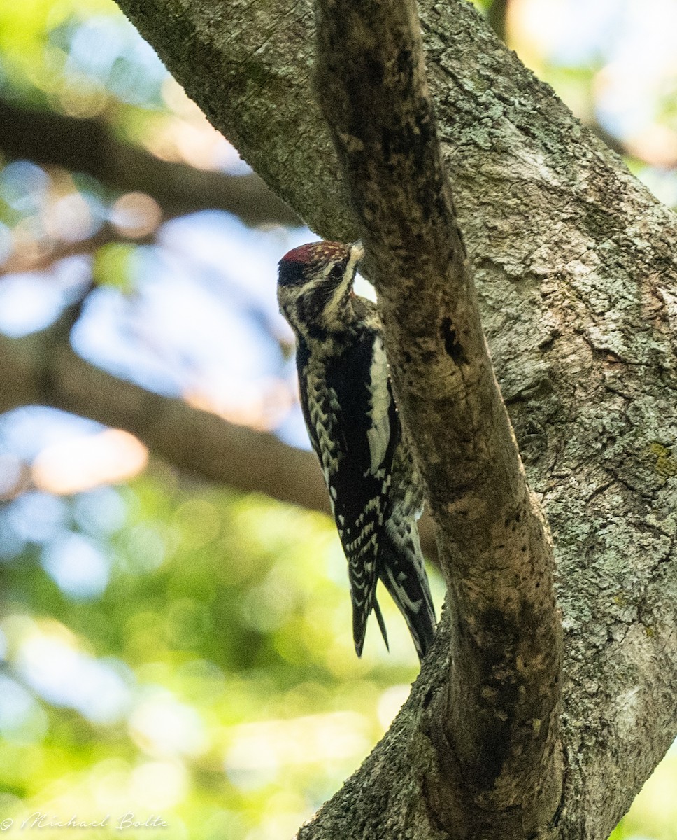 Yellow-bellied Sapsucker - ML611811570