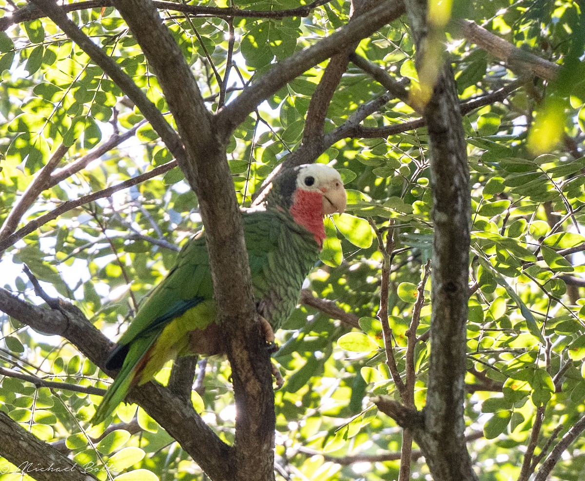 サクラボウシインコ - ML611811587