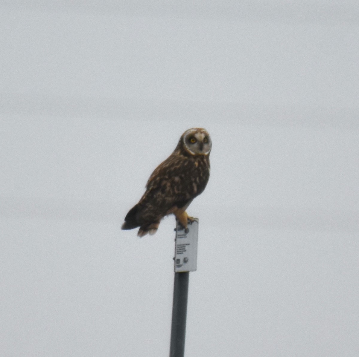 Short-eared Owl - ML611811629