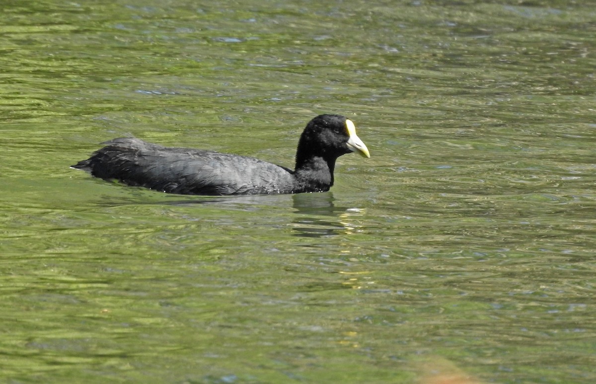 White-winged Coot - ML611811673