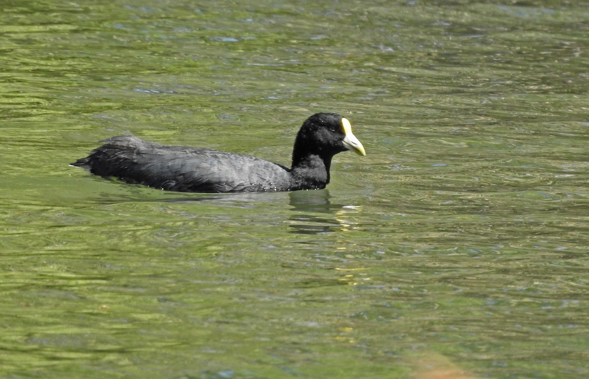 Weißflügel-Blässhuhn - ML611811673