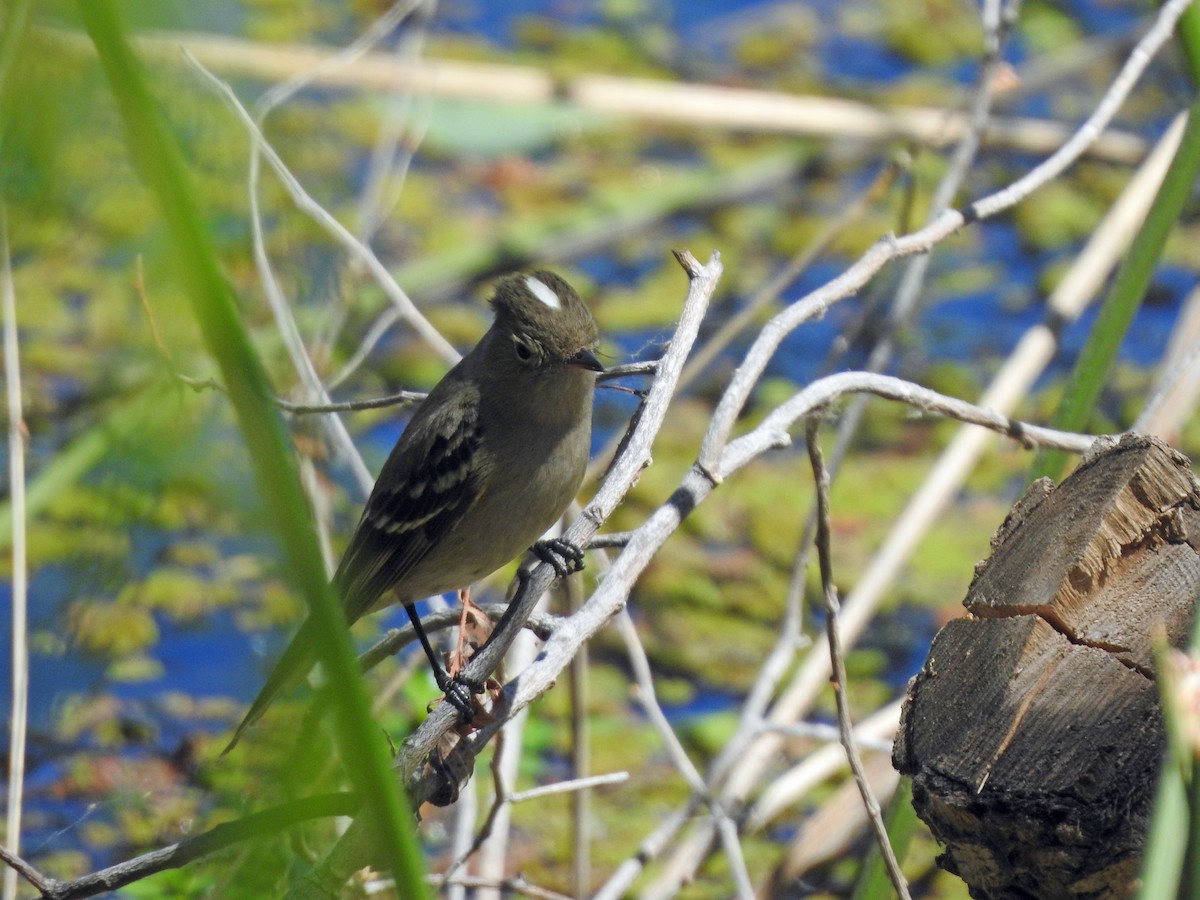 White-crested Elaenia - ML611811690