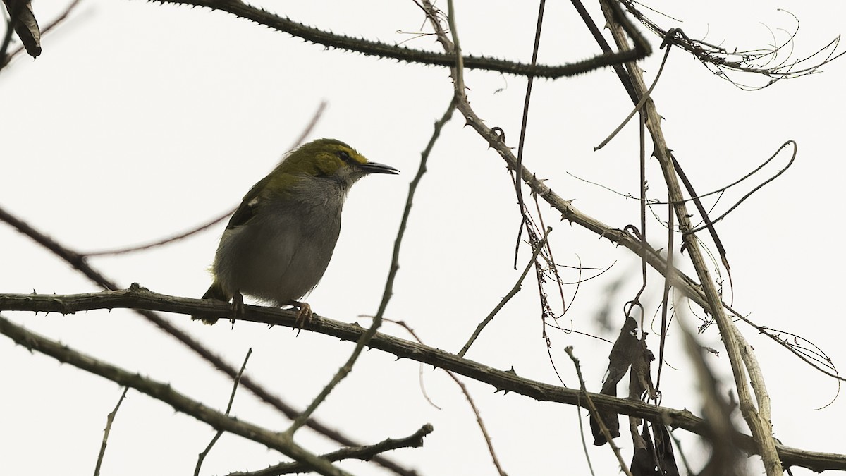 Yellow-browed Camaroptera - ML611811753