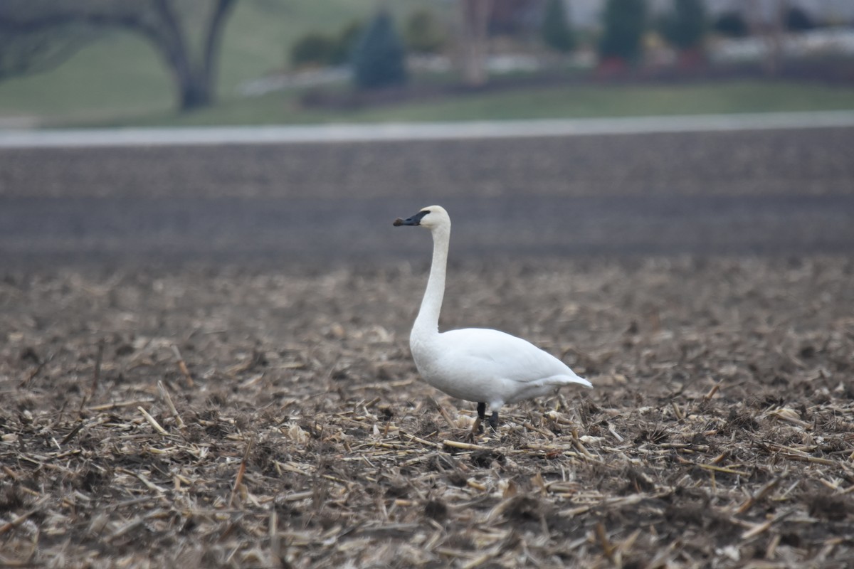 Trumpeter Swan - ML611811757