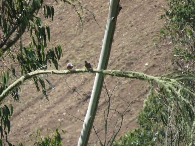 Eared Dove - ML611811809