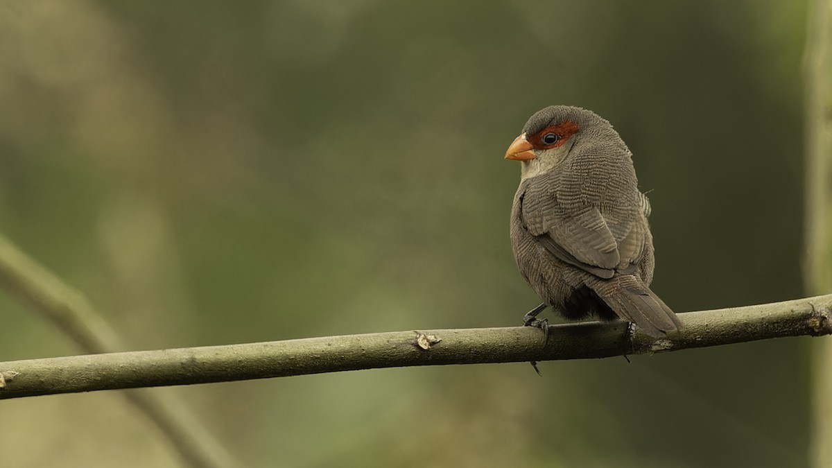 Common Waxbill - ML611811908