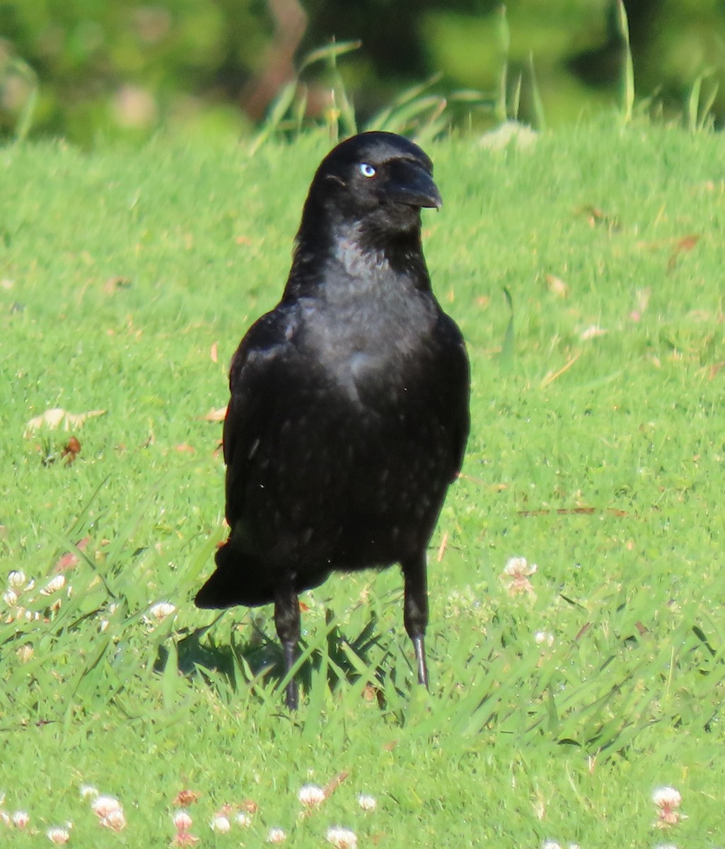 Torresian Crow - Peter Taylor (ex Birding SW)