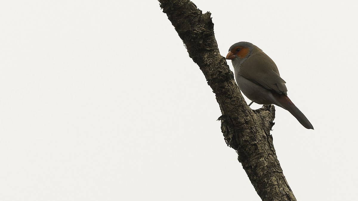 Orange-cheeked Waxbill - ML611811916