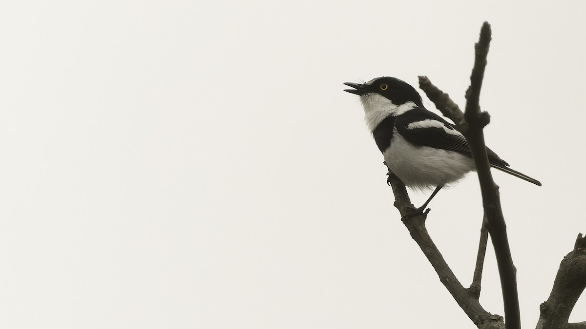 Chinspot Batis - Robert Tizard