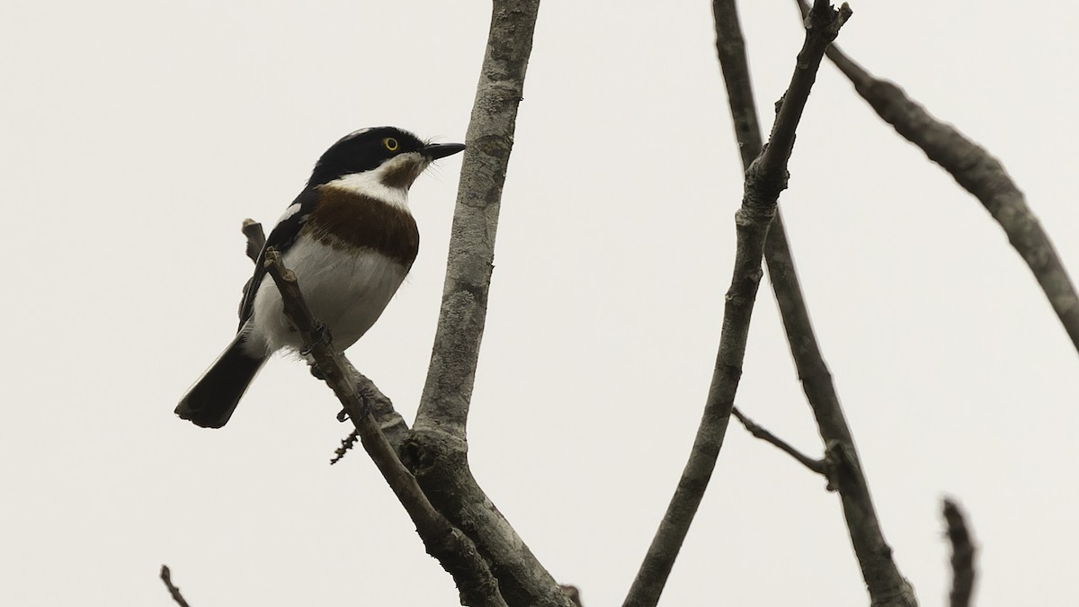 Chinspot Batis - Robert Tizard