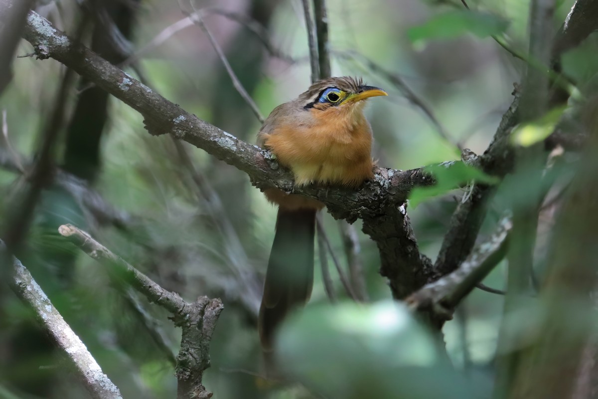 Lesser Ground-Cuckoo - ML611811980