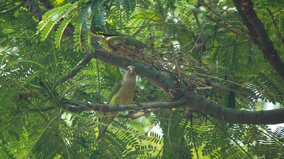 Monk Parakeet - ML611812098