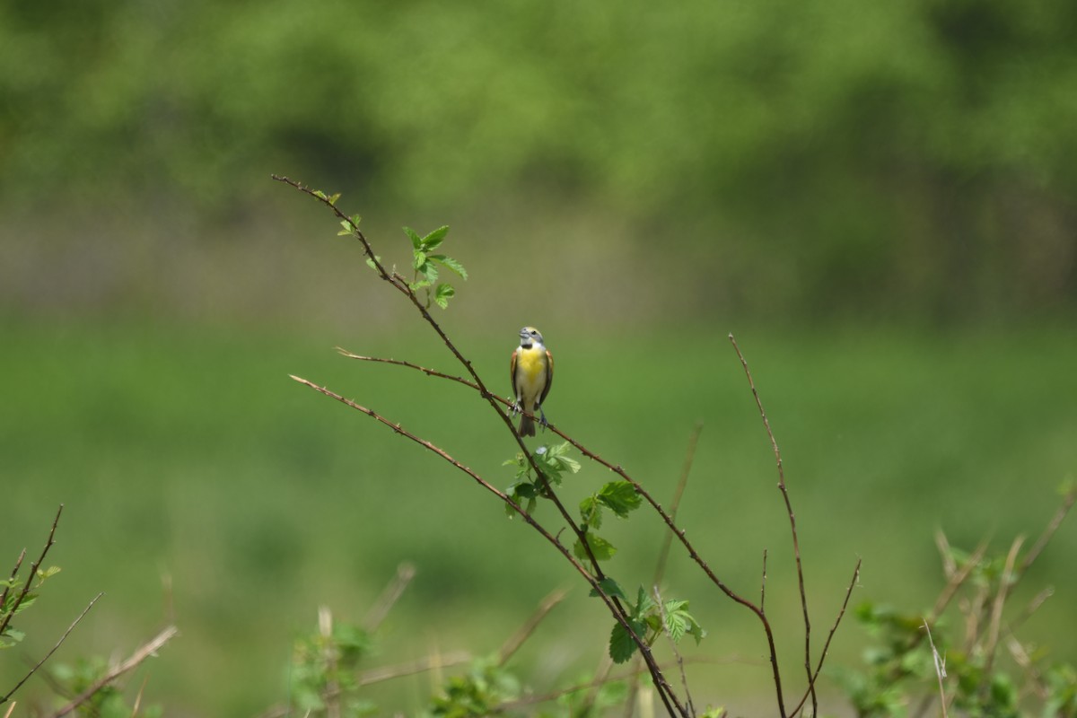 Dickcissel d'Amérique - ML611812128