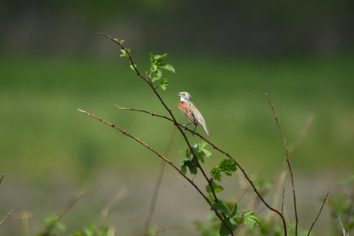 Dickcissel d'Amérique - ML611812129