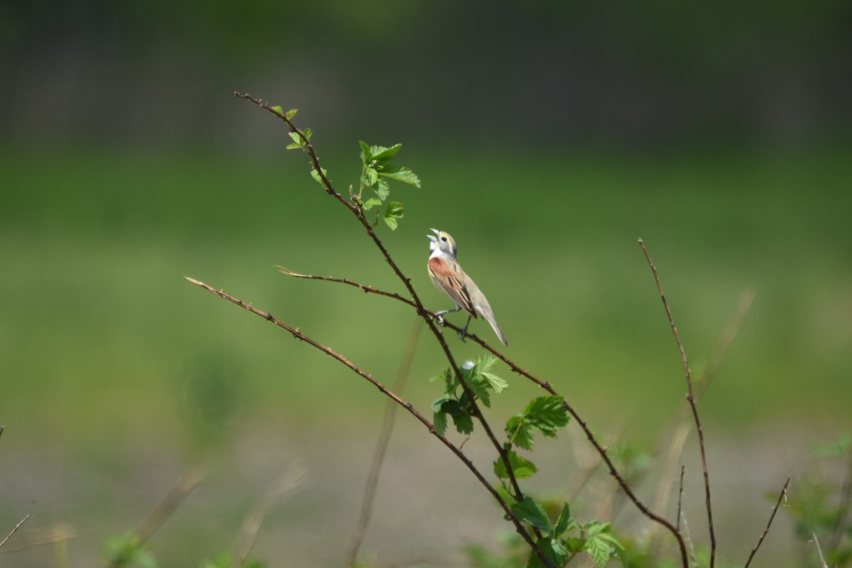 Dickcissel d'Amérique - ML611812130